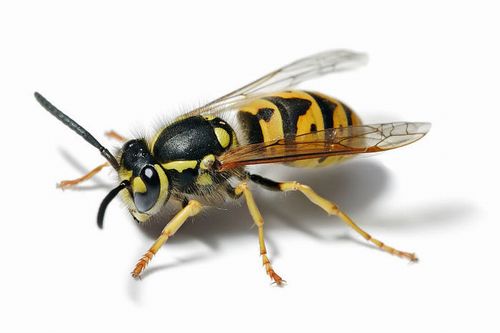Как избавиться от ос: методы борьбы с насекомыми